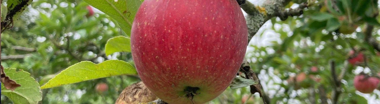 Apple on a tree in the Hinxton Hall Orchard