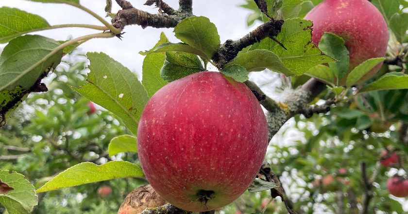 Close up of an apple on a tree in the Hinxton Hall orchard