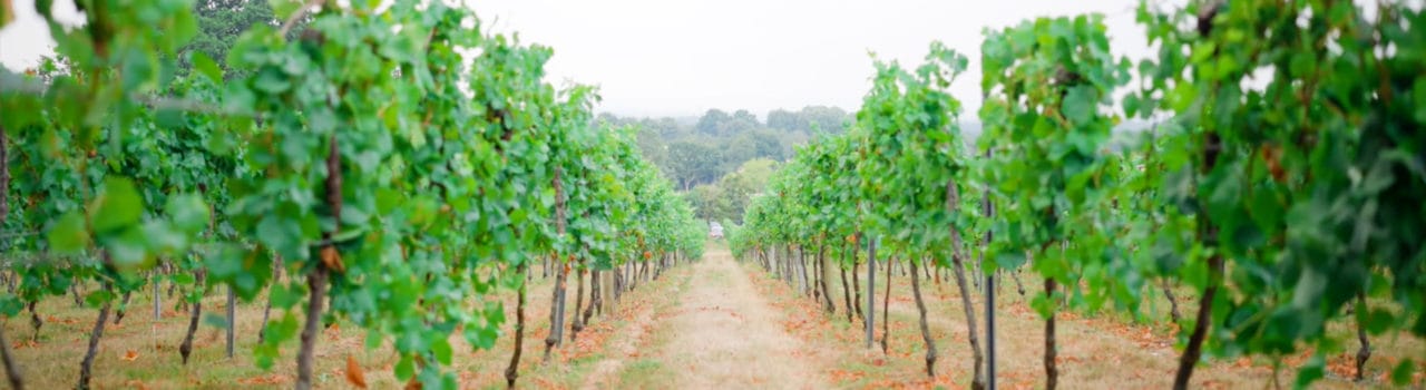 Lines of grape plants at Bolney Estate