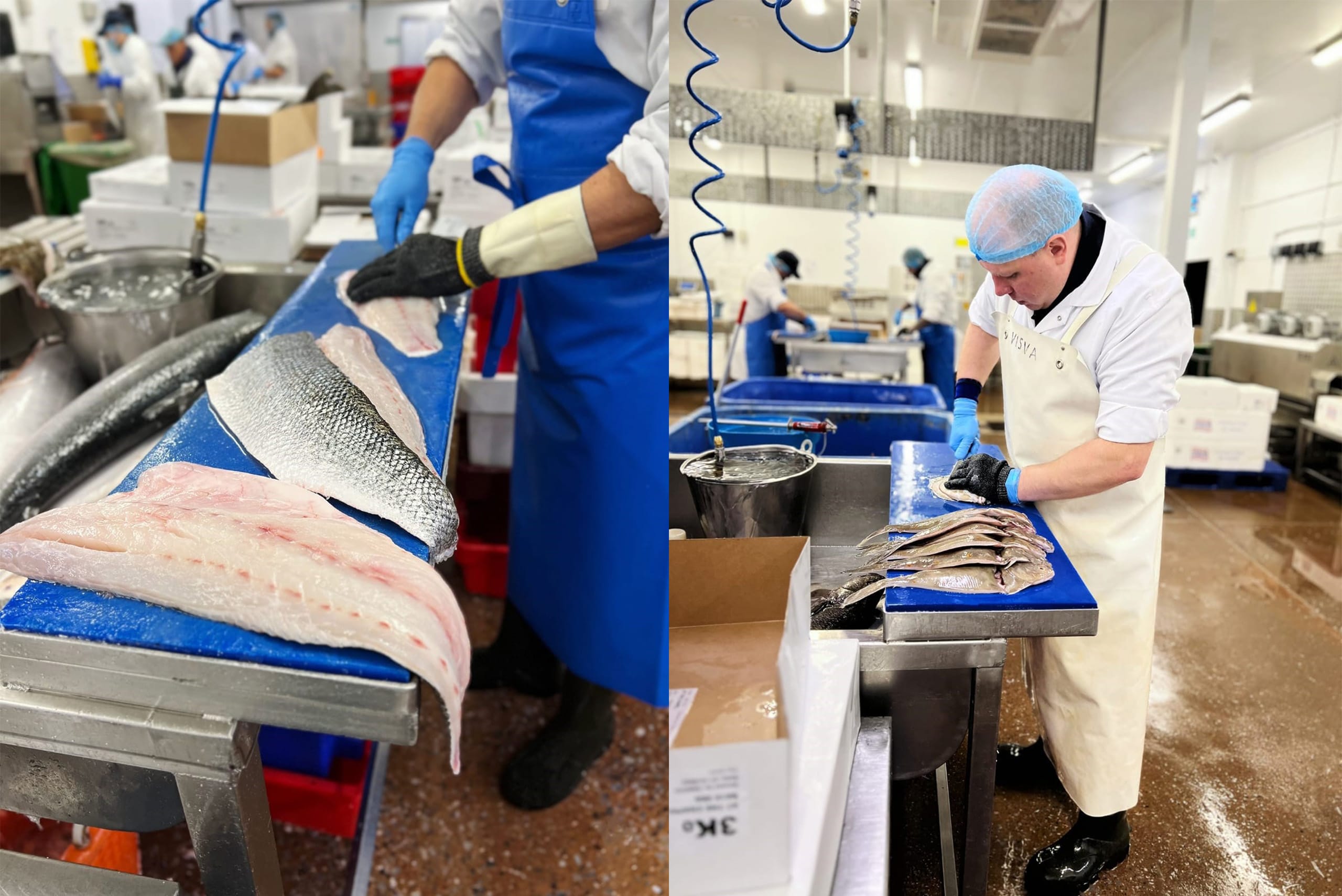 Direct Seafoods staff filleting fish. Left: close up of large fish fillets. Right: Member of staff filleting a row of flat fish. Staff wearing aprons, gloves and hair nets. Direct Seafoods staff filleting fish. Left: close up of large fish fillets. Right: Member of staff filleting a row of flat fish. Staff wearing aprons, gloves and hair nets.