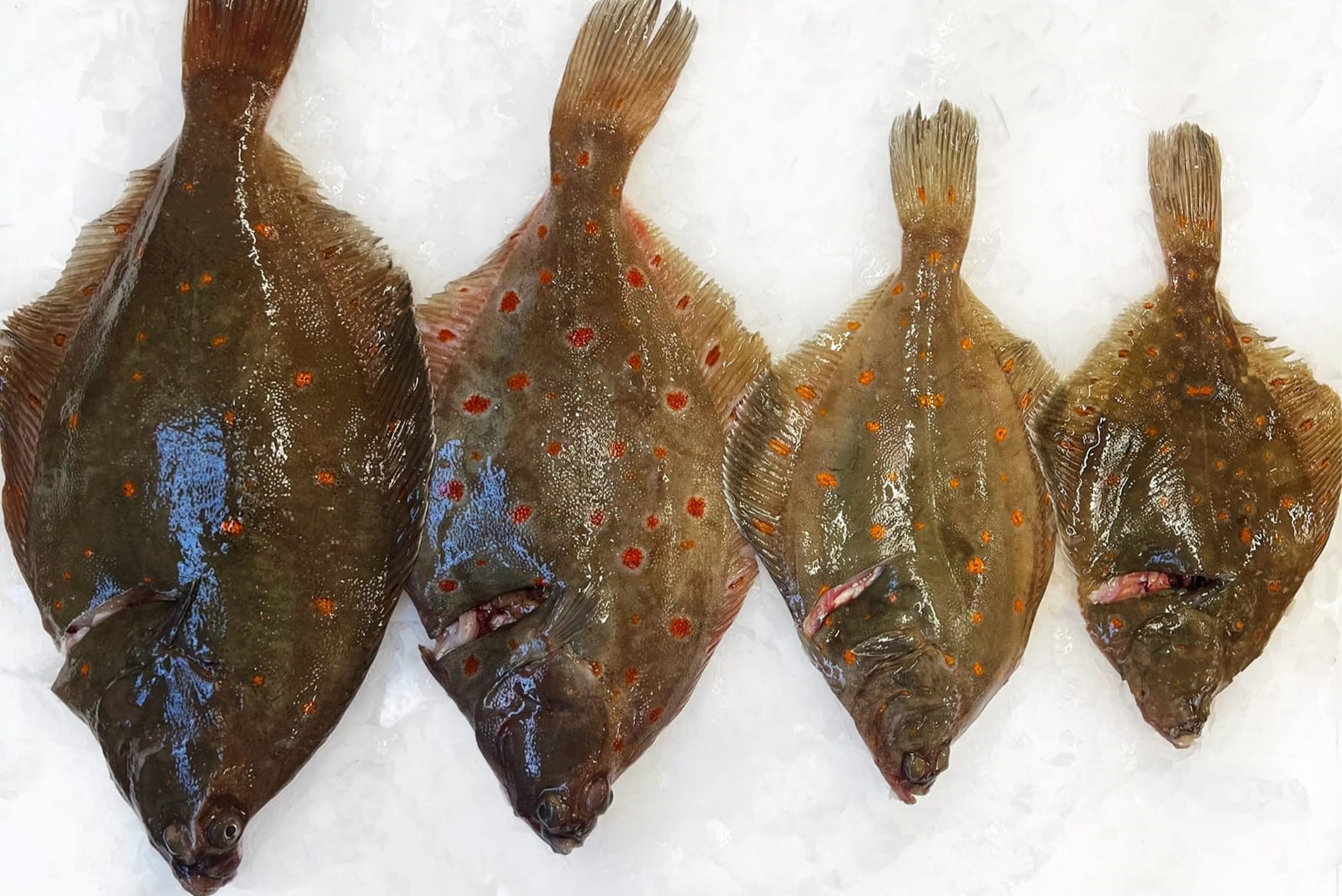 Four plaice (fish) laid on a bed of ice, large to small. Four plaice (fish) laid on a bed of ice, large to small.