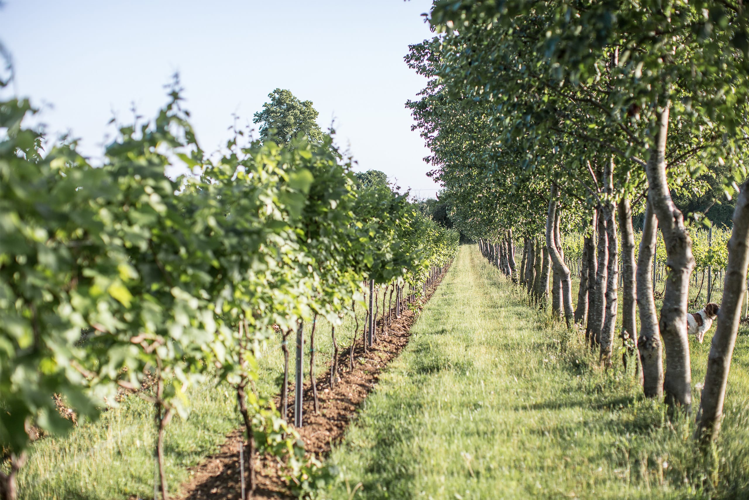 Photo taken on a sunny day looking between two rows of grape wines.