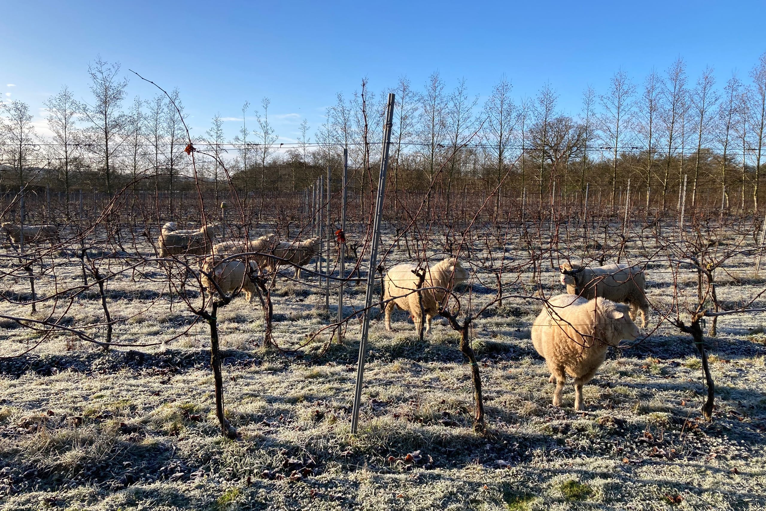 White sheep grazing between the rows of vines at Saffron Grange on a frosty, blue-skied day.