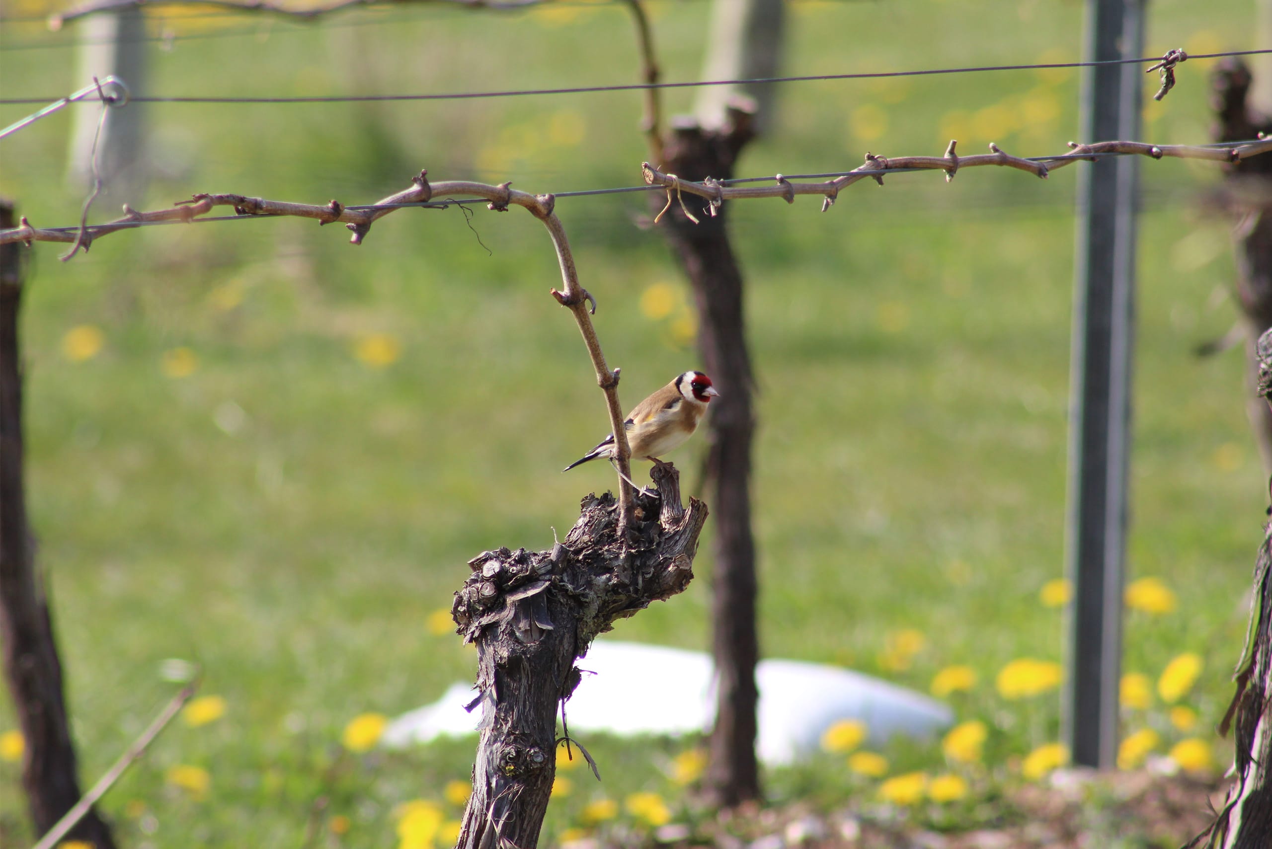A goldfinch perches on a bare grape vine in springtime.